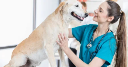 Curso Auxiliar de Veterinário é Bom? Vale a Pena? Conheça o Curso